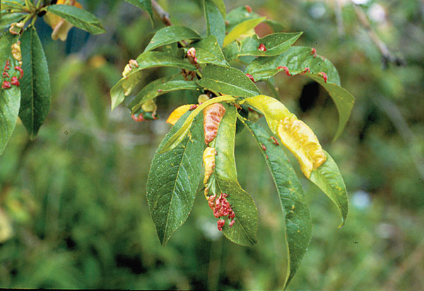 Peach leaf curl establishes at the end of a harvest in bud crevices.
